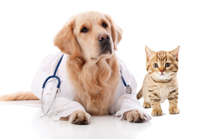 doctor-Dog-cat