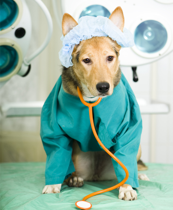 dog-surgery